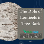 The Role of Lenticels in Tree Bark