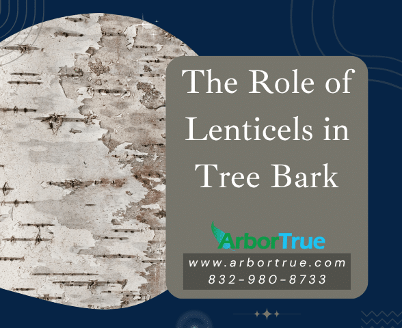 The Role of Lenticels in Tree Bark