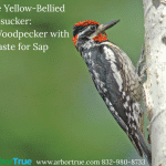 The Yellow-Bellied Sapsucker A Woodpecker with a Taste for Sap