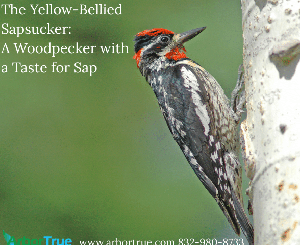 The Yellow-Bellied Sapsucker A Woodpecker with a Taste for Sap