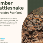 Timber Rattlesnake (Crotalus horridus)
