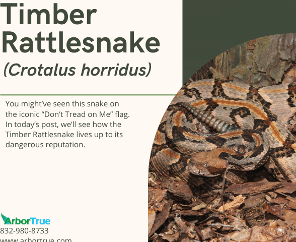 Timber Rattlesnake (Crotalus horridus)