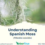 Understanding Spanish Moss (Tillandsia usneoides)
