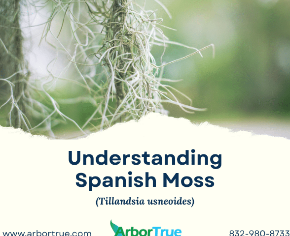 Understanding Spanish Moss (Tillandsia usneoides)