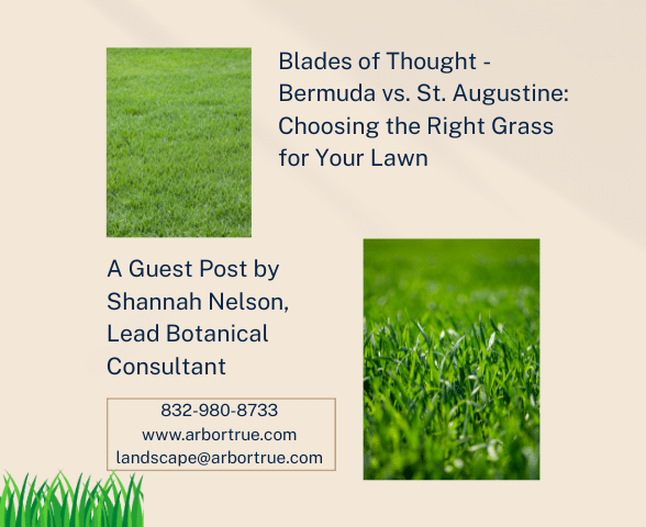 Blades of Thought - Bermuda vs. St. Augustine Choosing the Right Grass for Your Lawn