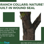 Branch Collars Nature’s Built-In Wound Seal