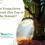 Do Trees Grow From The Top or The Bottom