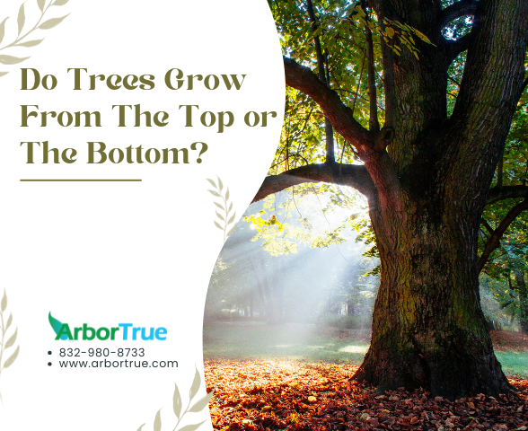 Do Trees Grow From The Top or The Bottom