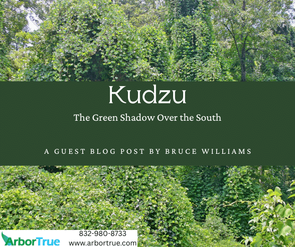 Kudzu The Green Shadow Over The South A Guest Blog Post By Bruce Williams