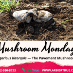 Mushroom Monday Agaricus bitorquis — The Pavement Mushroom