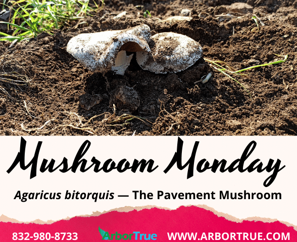 Mushroom Monday Agaricus bitorquis — The Pavement Mushroom