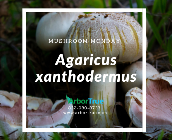 Mushroom Monday Agaricus xanthodermus