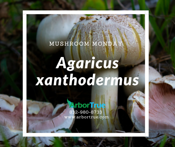 Mushroom Monday Agaricus xanthodermus