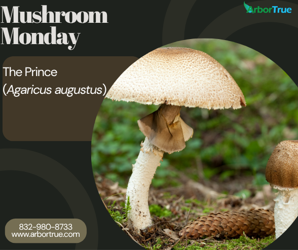 Mushroom Monday The Prince (Agaricus agustus)