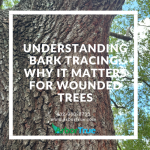 Understanding Bark Tracing Why It Matters for Wounded Trees