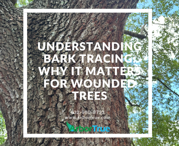 Understanding Bark Tracing Why It Matters for Wounded Trees