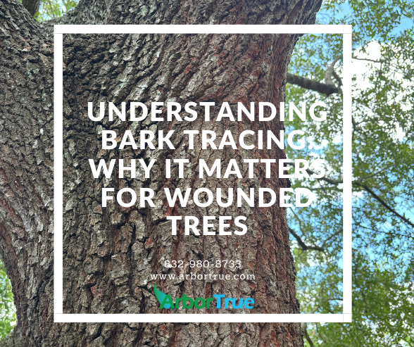 Understanding Bark Tracing Why It Matters for Wounded Trees