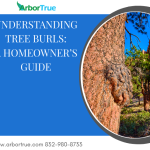 Understanding Tree Burls A Homeowner’s Guide