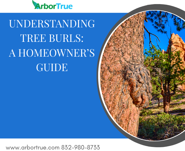 Understanding Tree Burls A Homeowner’s Guide