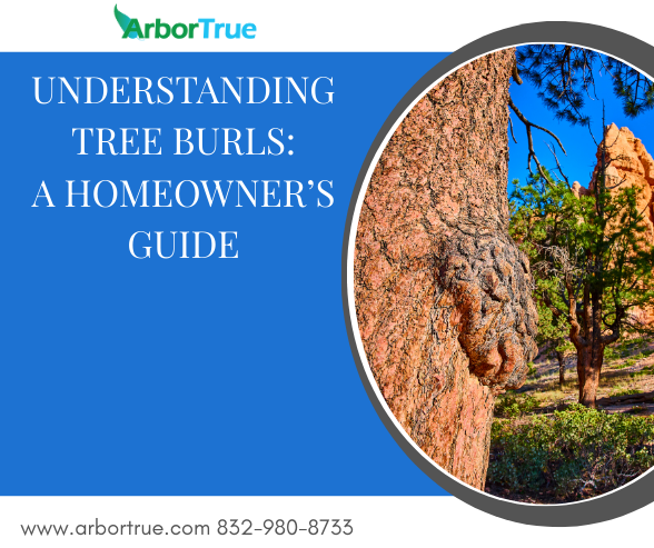 Understanding Tree Burls A Homeowner’s Guide