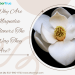 Why Are Magnolia Flowers The Way They Are