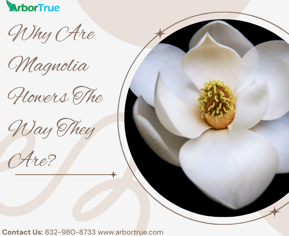 Why Are Magnolia Flowers The Way They Are