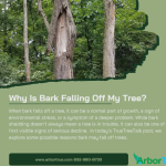 Why Is Bark Falling Off My Tree?