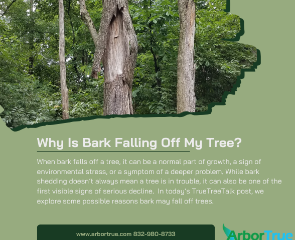 Why Is Bark Falling Off My Tree?